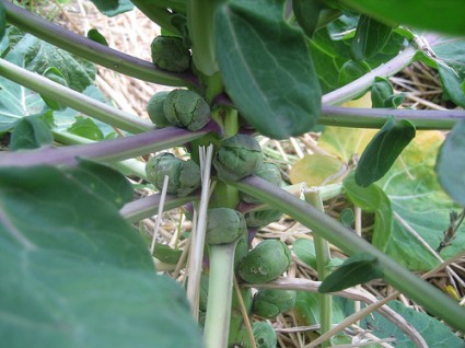 brusselssprouts