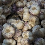 purple-garlic
