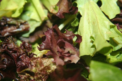 mesclun greens