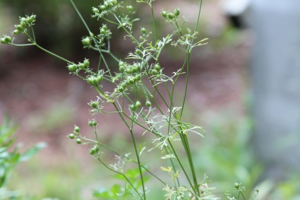 flowering cilantro