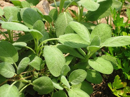 Sage